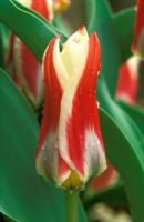 Tulipa 'Ancilla' AGM