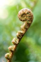 Polystichum setiferum - Soft sheild fern