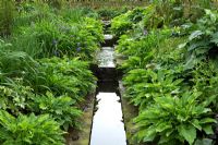 Small rill in a woodland garden planted with various Hosta varieties