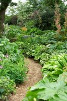 Path through a woodland garden bounded by Hosta beds
