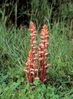 Orobanche minor - Common Broomrape on Trifolium - This species is a root parasite of composites and peaflowers

