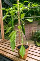 Capsicum 'Tasty Grill' - Potted chilli plant on greenhouse staging
