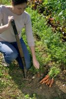 Digging carrots - Daucus carota 'Maestro F1'