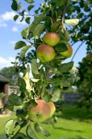 Ripe apples on branch - Malus 'Bramley's Seedling'