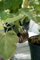 Aubergines in pots in greenhouse - Solanum melongena 'Black Beauty'