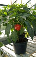 Capsicum 'Bell Boy' - Pepper in pot, in greenhouse 