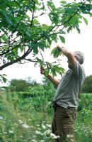 Prunus 'Merton Premier'- David Beaumont the head gardener at Hatfield House pruning cherry trees to remove soft tip growth, to prevent aphids
