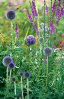 Echinops bannaticus 'Taplow Blue' in a cottage border, with Linaria purpurea in the background
