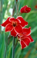 Gladiolus 'Atom'
