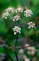 Anthriscus sylvestris 'Ravenswing' - Queen Anne's Lace