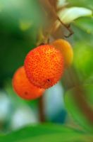 Arbutus unedo - Fruit on Strawberry tree