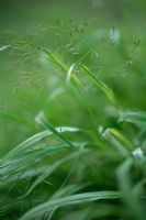 Hakonechloa macra 'Alboaurea' - Golden Hakone Grass at Knoll Garden