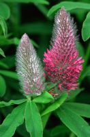 Trifolium rubens - Red Feather Clover