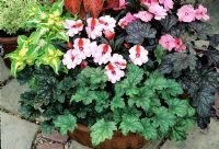 New Guinea busy lizzies form rich contrasts with Heucheras and Coleus - Heuchera 'Beauty Colour' (below yellow and green coleus), 'Mint Frost' (centre) and 'Persian Carpet' in a shallow, fluted terracotta bowl