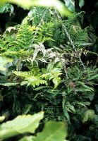 Fern collection growing in deep shade in a wire hanging basket lined with fern fronds. Plants include Grey leaved Japanese painted fern, Athyrium niponicum pictum and small leaved Blechnum penna-marina at the front edge