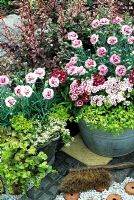 Scented flowers and leaves in a recycled bucket and tin bowl. Dianthus 'Raspberry Sundae' - Pinks with dwarf Sweet Williams, Tanacetum - Feverfew 'Golden Moss', Thymus -Thyme and Satureja douglasii 'Indian Mint' -the toothpaste plant in the front