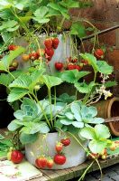 Strawberries grown in recycled saucepans with Echeverias, free from slug damage 