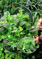 Salad leaf selection including Red Mustard, Lettuce and Chicory ready for harvesting, growing in a large metal colander lined with fleece.