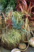 Large wicker basket planted with Phormium 'Maori Sunrise', Elymus magellanicus (blue), Imperata 'Red Baron', Carex 'Evergold' and 'Jenneke', Carex comans bronze, Phalaris arundinacea 'Feesey' and Hakonechloa macra 'Alboaurea'