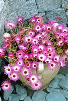 Drought tolerant, sun loving seed raised daisy, Mesembryanthemum 'Gelato Pink' growing in a three handled terracotta jar.