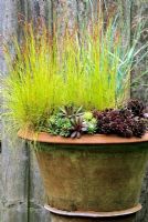 Sempervivums backed by Deschampsia 'Tatra Gold' and Elymus magellanicus in frost proof, terracotta pot from Whichford Pottery