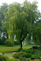 Salix x chrysocoma - Weeping Willow tree over pond at Hodges Barn, Gloucestershire 