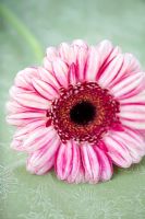 Gerbera with pink and white petals