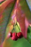 Berries of Photinia davidiana in Autumn