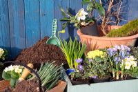 Ingredients for a Spring container including Helleborus, Iris, Primula, Narcissus - Daffodil and Anemone blanda