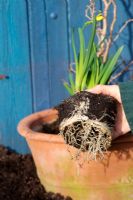 Root system of Narcissus 'Tete a Tete'