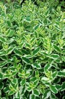 Mentha suaveolens 'Variegata' - variegated mint