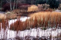 Winter grasses, seed heads and snow - Pensthorpe Millenium Garden, Norfolk