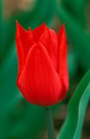 Tulipa 'Pieter de Leur' 