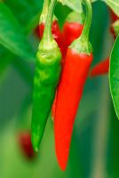 Capsicum 'Thai Dragon' - Chilli Pepper 