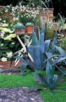 Agave americana planted within a chequerboard effect created by squares of flint and Helxine with background planting including Hydrangea aspera 'Annabelle' and Gaura 'Karalee White'