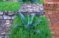 Agave americana planted within a chequerboard effect created by squares of flint, Chamaemelum nobile - chamomile and Helxine with a herringbone brick path
