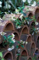 Trachelospurnum jasminoides growing through a wall of arched terracotta ridge tiles