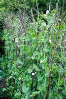 Pisum sativum 'Miracle' - Wrinkled variety of pea growing through hazel stick and twig supports - Gants Mill, Wiltshire