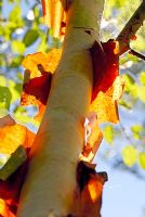 Bark of Betula albosinensis AGM highlighted in sunshine