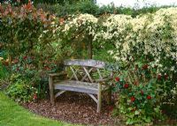 Wooden seat backed by chestnut pole screen covered with Clematis montana var. wilsonii and Vitis coignetiae 'Claret Cloak'