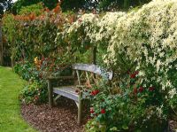 Wooden seat backed by chestnut pole screen covered with Clematis montana var. wilsonii and Vitis coignetiae 'Claret Cloak'