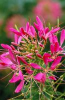 Cleome spinosa syn C. hassleriana 'Cherry Queen'