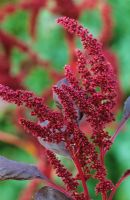 Amaranthus 'Hopi Red Dye'