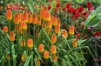Kniphofia linearifolia with Dahlia 'Witteman's Superba' in the exotic garden at Great Dixter
