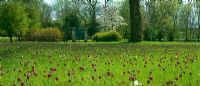 Meadow of Fritillaria meleagris - Snake's head fritillary at Magdalen College, Oxford