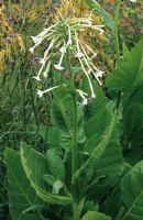 Nicotiana sylvestris - Tobacco plant
