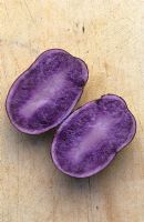 Solanum tuberosum 'Salad Blue' - Potato  