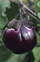 Solanum melongena 'Violetta di Firenze' - Aubergine 