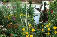 Cottage style front garden packed with colour in summer - Helianthus, Helenium, Verbascum and topiary spirals
