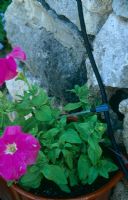 Automatic watering system  - Container of petunias